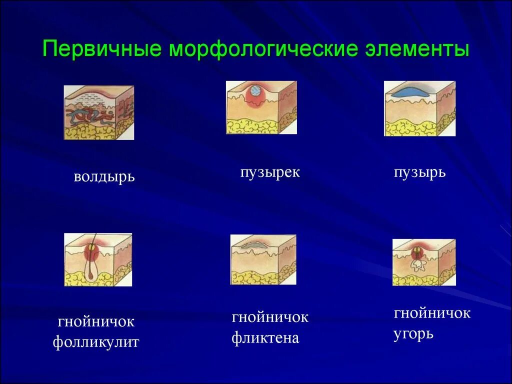 Первичный морфологический элемент тест