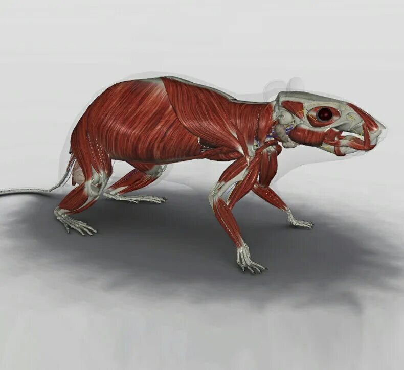 Мышь качок. Мышь качок. Клинок рассекающий демонов мыши. Мышки мышцы. Картун rat.