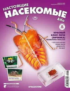 Настоящие насекомые