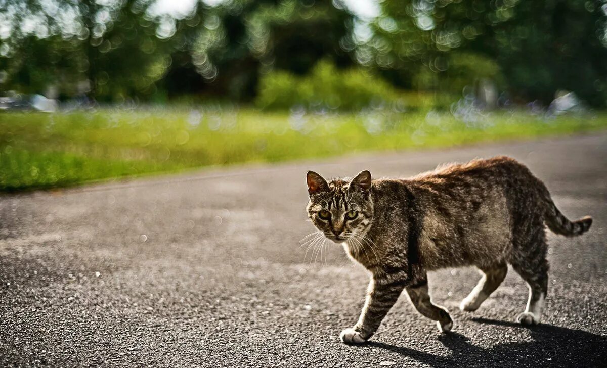 Кот ушел из дома весной. Кот уходит. Уходящий кот. Ухоженная кошка. Кот на прогулке.