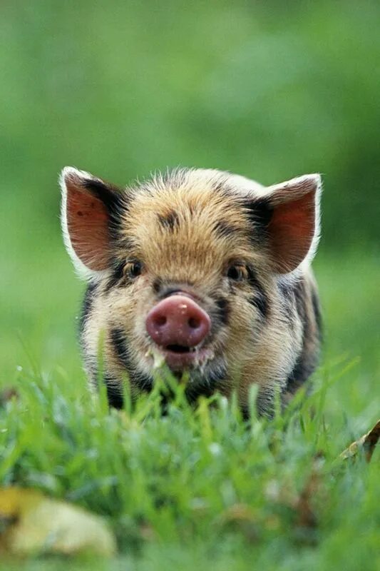 Pig x