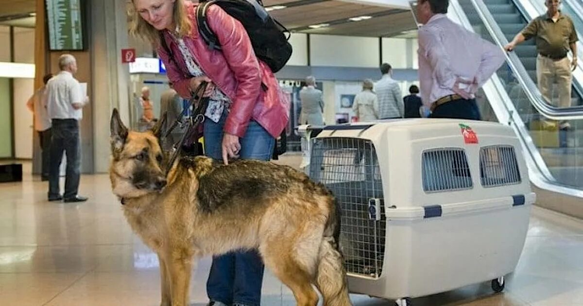 Как перевозятся крупные собаки. Перевозка собак в самолете. Перевоз собаки в самолете. Перевозка крупных собак в самолете. Большая собака в самолете.