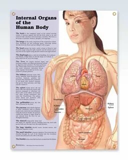 Internal Organs of the Human Body Chart 20x26 Human body organs, Human body anat