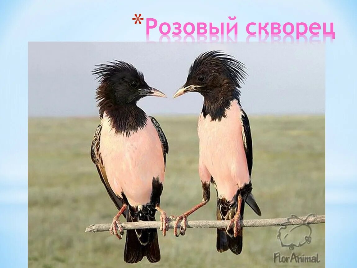 3 класс розовый скворец. Розовый скворец в крыму красная книга. розовые скворцы опукский заповедник. розовый скворец фото.