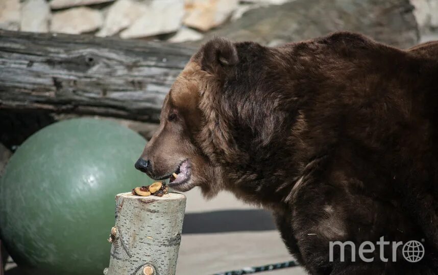 Осторожно с блинами медведь. Кормление медведей. Медведь с блинами. Корм для медведей. Показательные кормления в Московском зоопарке.