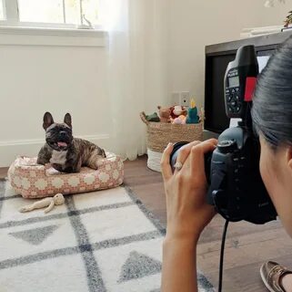 Сфотографируйте собак геншин