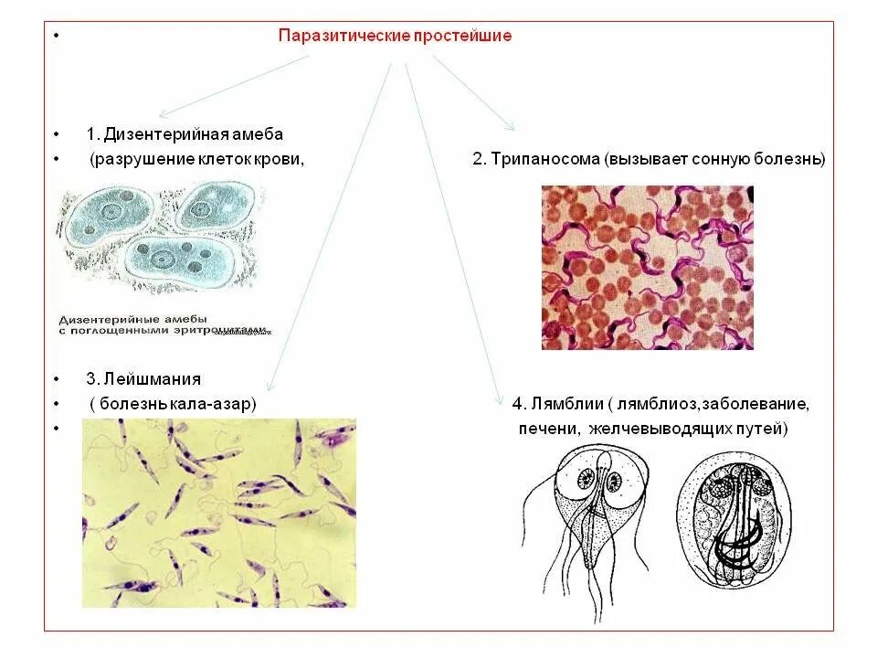 Заболевания простейших животных. Паразитические простейшие паразиты. Биологии 7 класс паразитические простейшие типы. Паразитические одноклеточные животные. Паразитические формы простейших 7 класс биология.