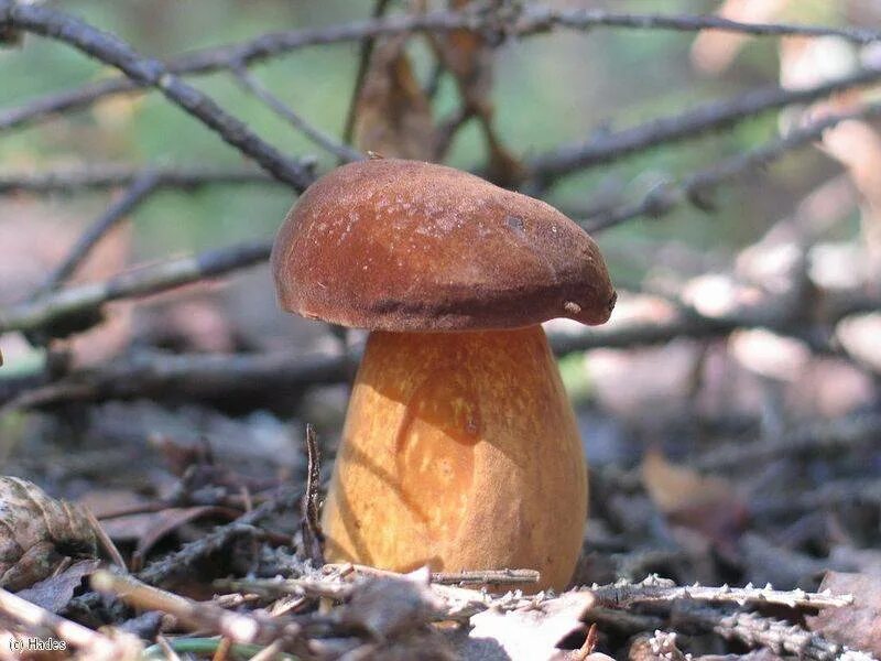 Польский гриб красный. Польский белый гриб. Белопольский гриб. Польский гриб съедобные грибы. Польский гриб ложный ядовитый.