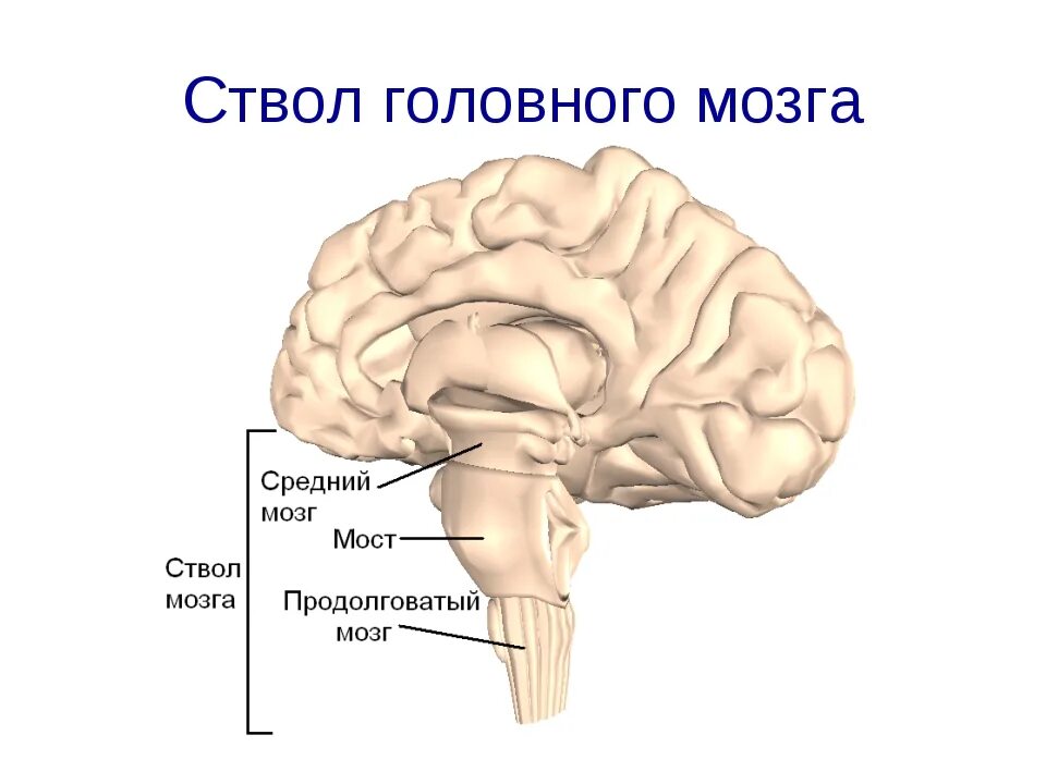 Отделы головного мозга составляющие ствол мозга. Строение ствола головного мозга человека анатомия. Отделы ствола головного мозга, ядра, функции. Продолговатый мозг и варолиев мост. Структура и функции ствола мозга