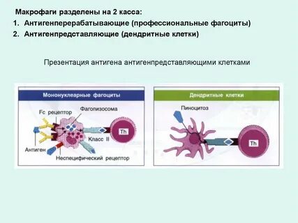 Макрофаги дендритные клетки