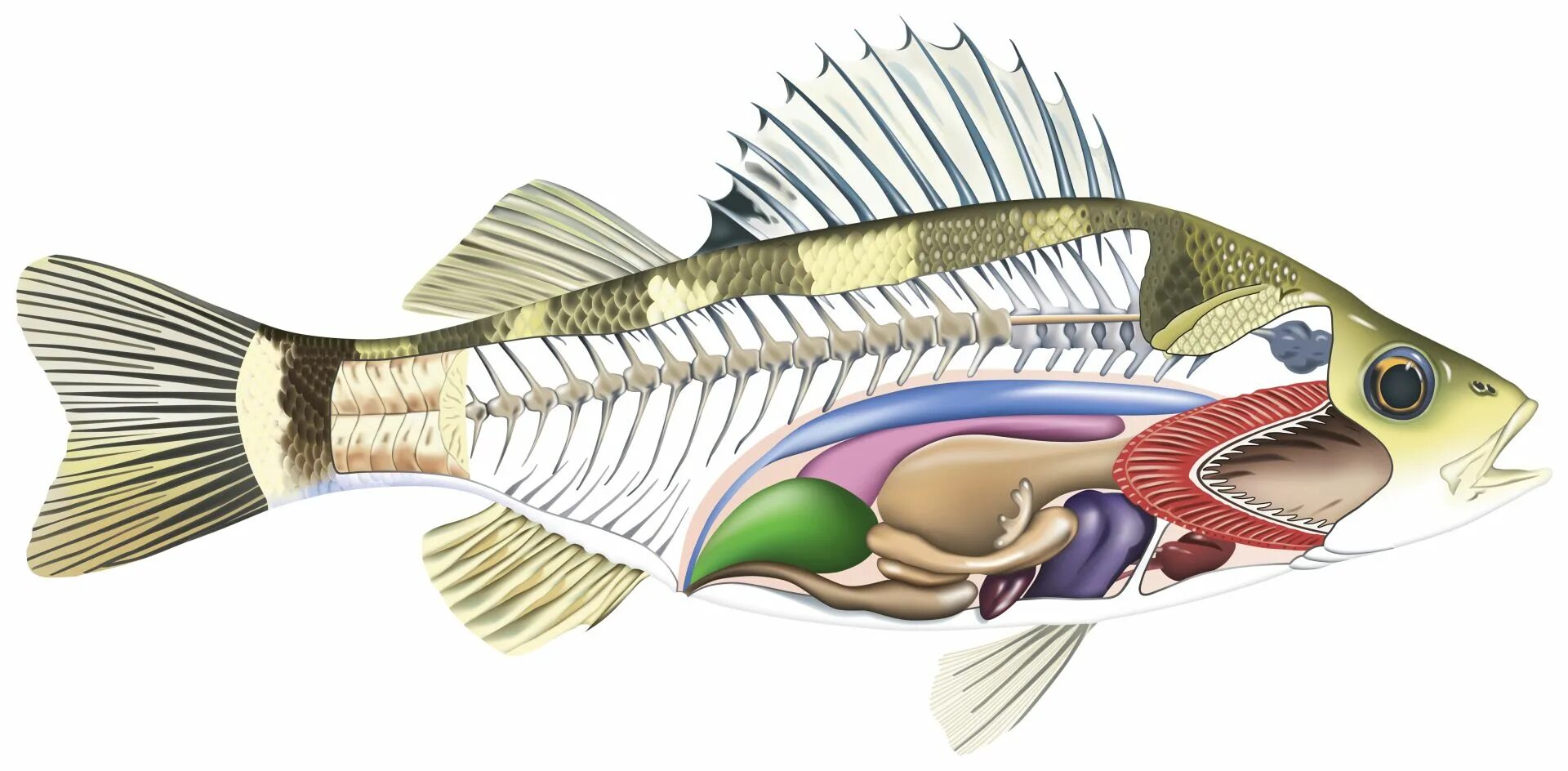 Рыба исключение. Анатомия рыбы. Внутренние органы рыбы. Строение внутренних органов рыбы. Плавательный пузырь у рыб.