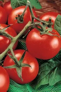 Помидоры самые вкусные и урожайные сорта