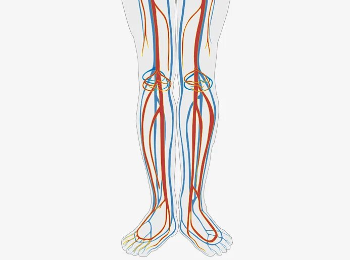 Вен стоп. Сосуды и вены нижних конечностей. Вены нижней конечности анатомия варикоз. Кровоснабжение нижних конечностей вены. Артериальная Вена на ноге.