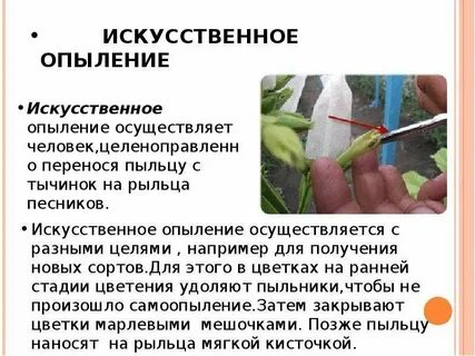 Иногда в роли опылителя выступает человек