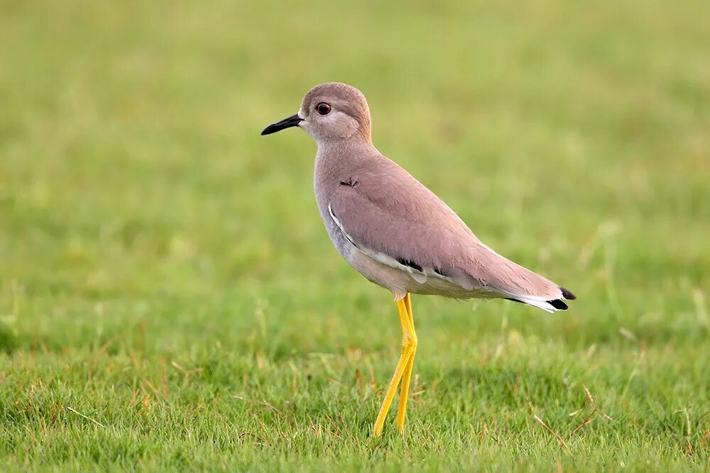 бонапартов песочник. птица маленький шустрый дагестане. красноклювый фаэтон. Phaethon lepturus. белая куропатка в тундре.