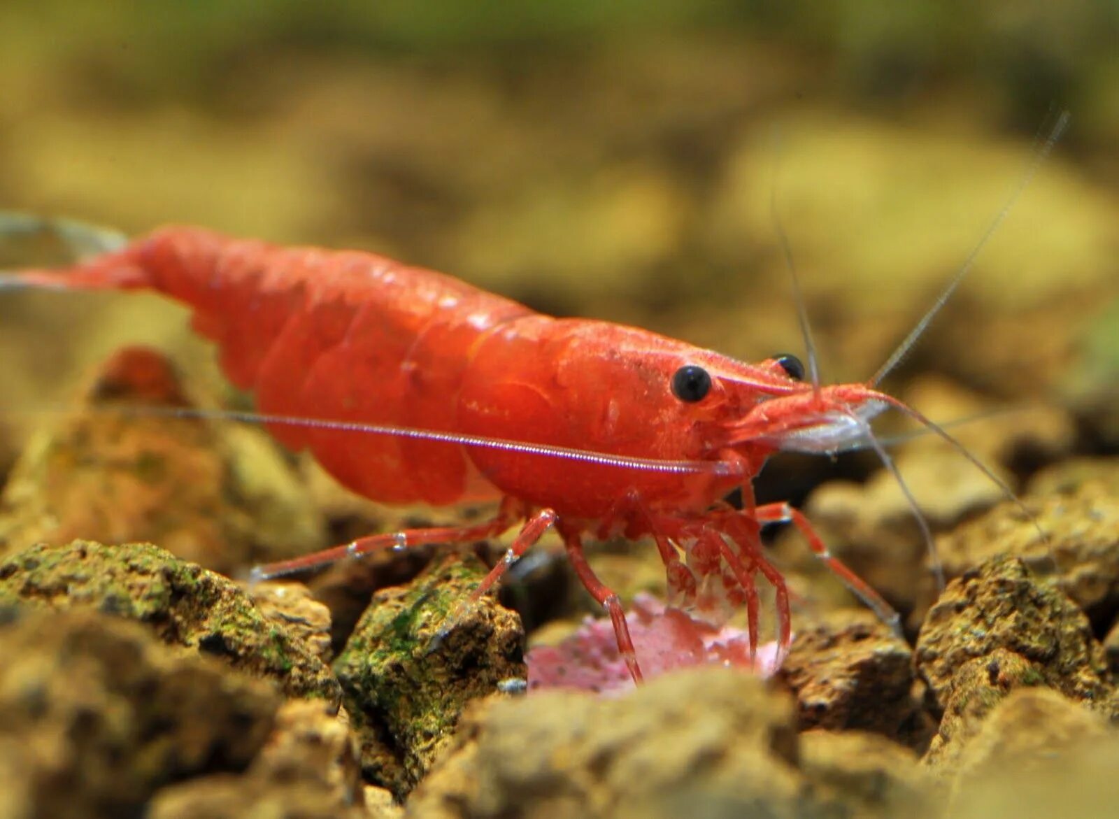 К какой группе организмов относится креветка. Neocaridina heteropoda. Креветка неокардина. Аквариумные креветки неокардины. Креветки аквариумные Рэд.