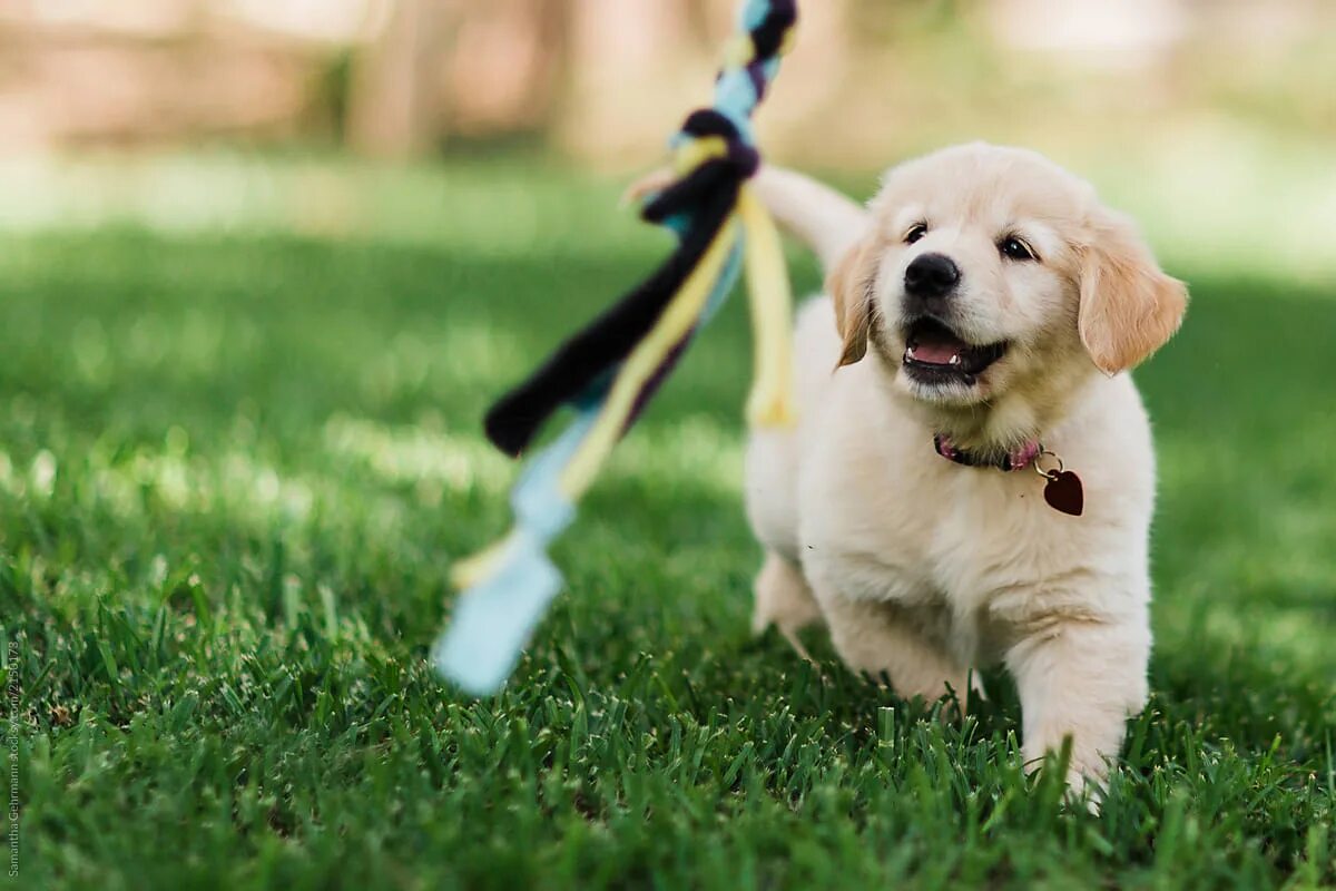 Puppy play. Puppies playing. puppy слово. puppy playtime. puppy play картинки.