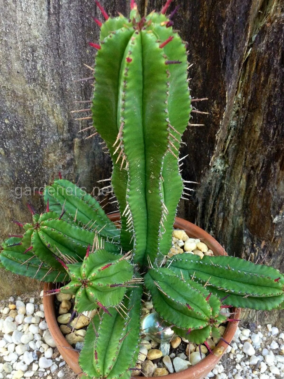 Молочай виды. Эуфорбия молочай. молочай цереусовидный (euphorbia cereiformis). молочай, кротон, эуфорбия. молочай смолоносный euphorbia resinifera.