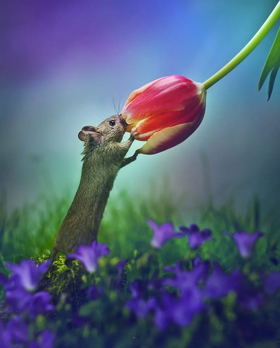 Funning flowers. Мышка с цветочком. Животные с тюльпанами. Весенний мышонок.
