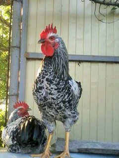 Куры котляревская отзывы