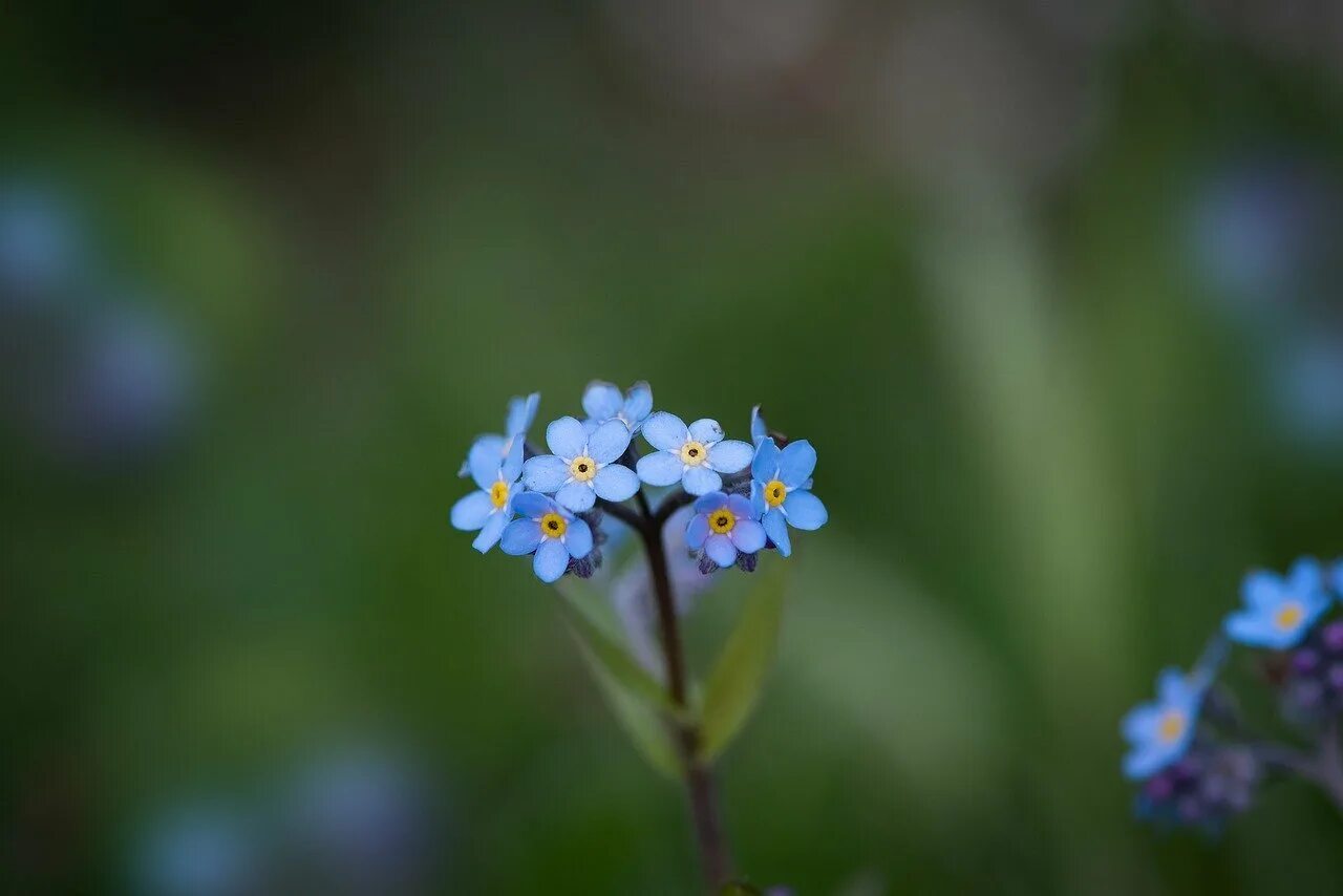 Незабудка Чекановского растение. Незабудка Крылова. Незабудка Лесная Myosotis sylvatica. Myosotis czekanowskii. Номер незабудки