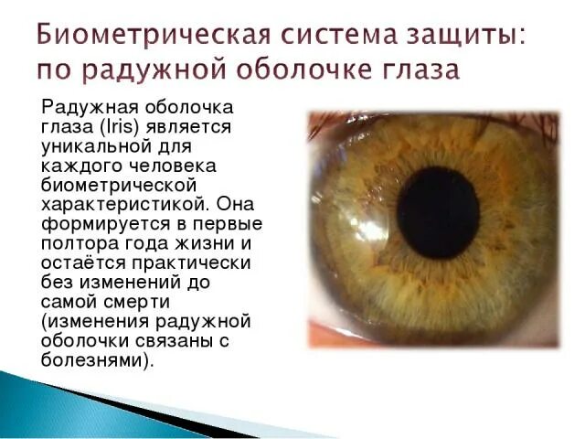 Радужка является частью оболочки глаза. Изменения радужной оболочки. Радужная оболочка глаза. Изменение радужной оболочки глаз. Биометрические системы радужной оболочки глаз.