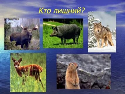 Животные характерные для природных зон