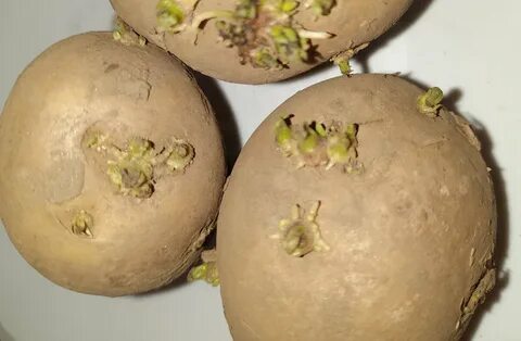 Сколько времени нужно проращивать картофель