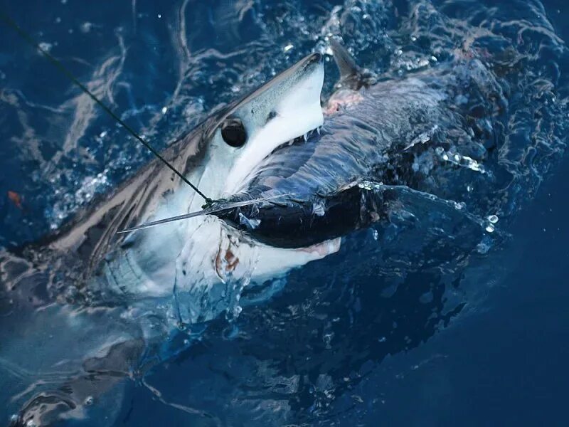 Опасна ли акула мако. Акула мако. Белая акула мако. Мако акула чернорылая.