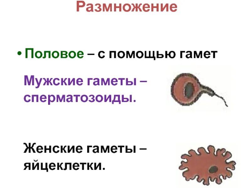 Представители каких классов позвоночных животных крупные яйцеклетки. Гаметы и яйцеклетка. Мужские и женские гаметы. Строение мужских и женских гамет. Яйцеклетки женские гаметы.