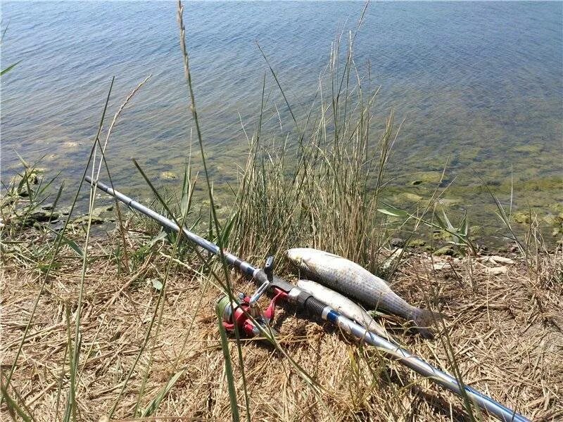 Ловля кефали на бомбарду в черном море. Кефаль на бомбарду снасть. Бомбарда на кефаль. Лов кефали на бомбарду. Ловля кефали с берега