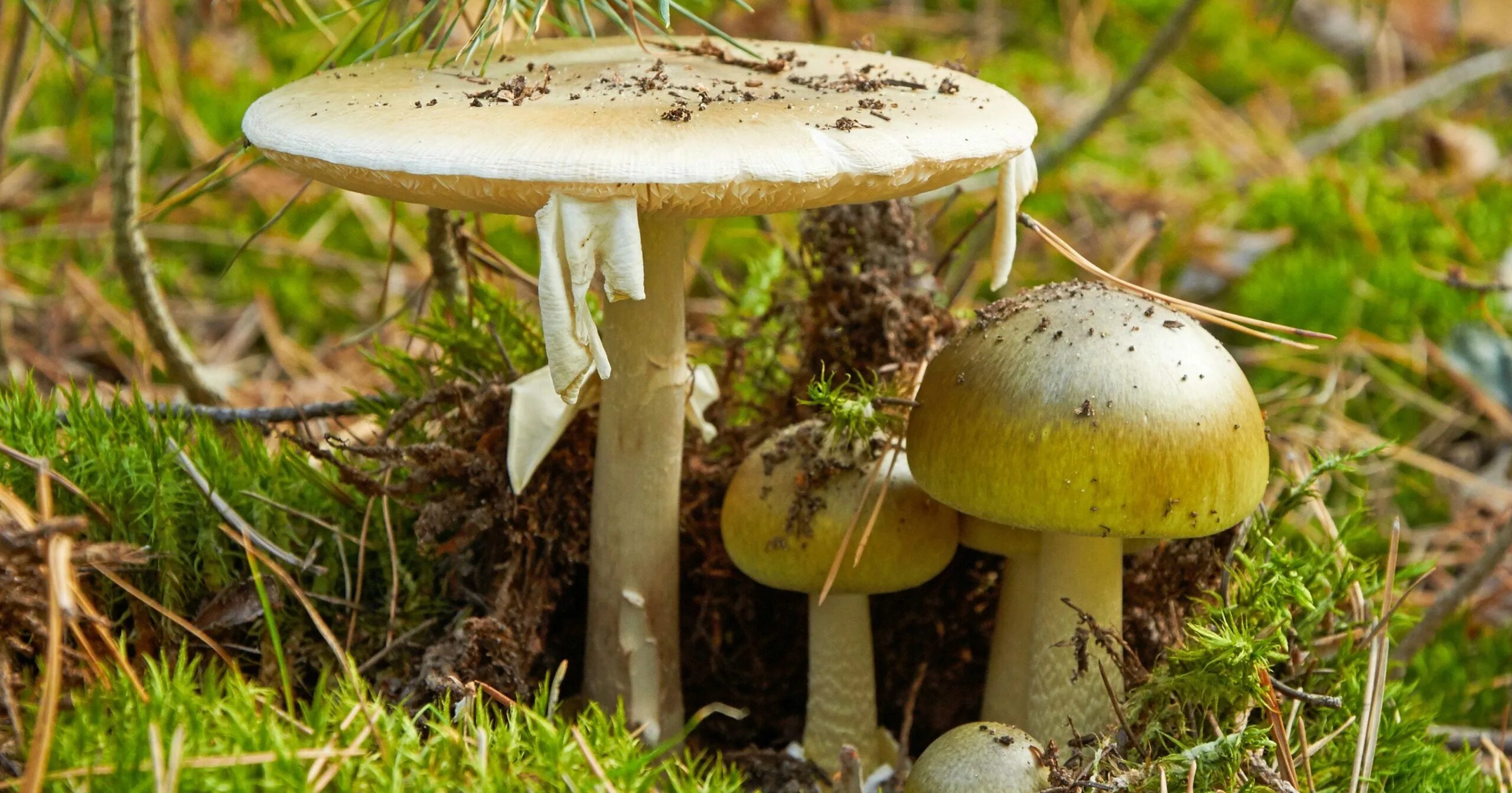 Бледная поганка гриб. Amanita phalloides гриб. Бледная поганка фото. Бледная поганка гриб фото.