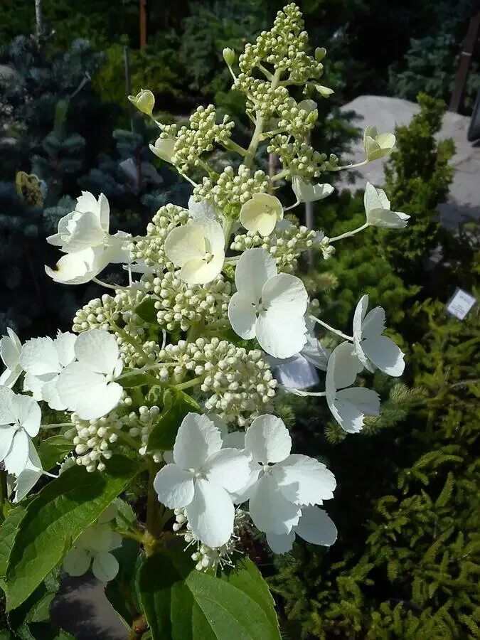 Купить Гортензия метельчатая Living Summer Love - Гортензия - GardenPlants