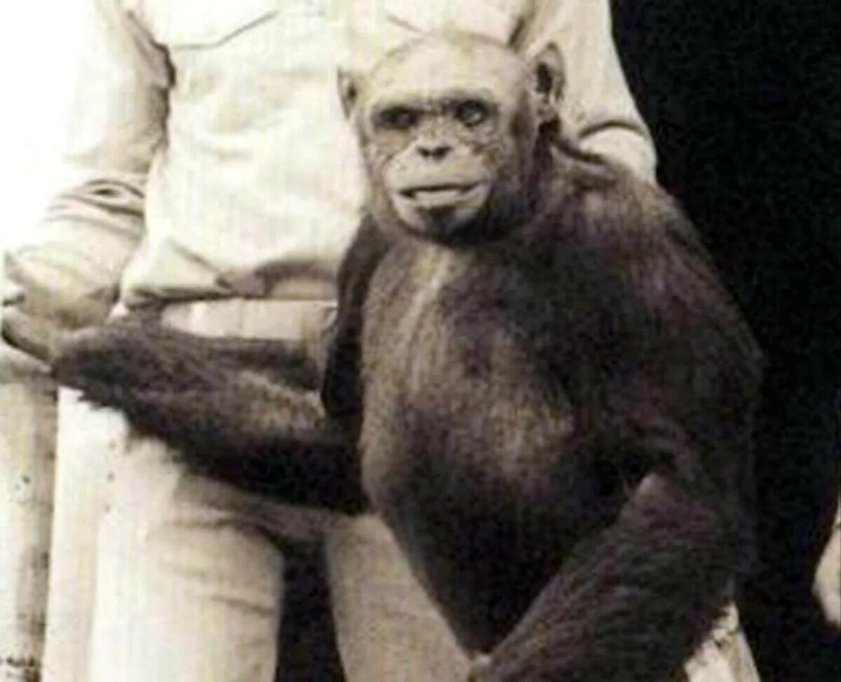 Скрещивание людей дети. Оливер-гибрид человека и шимпанзе. Оливер человек шимпанзе.
