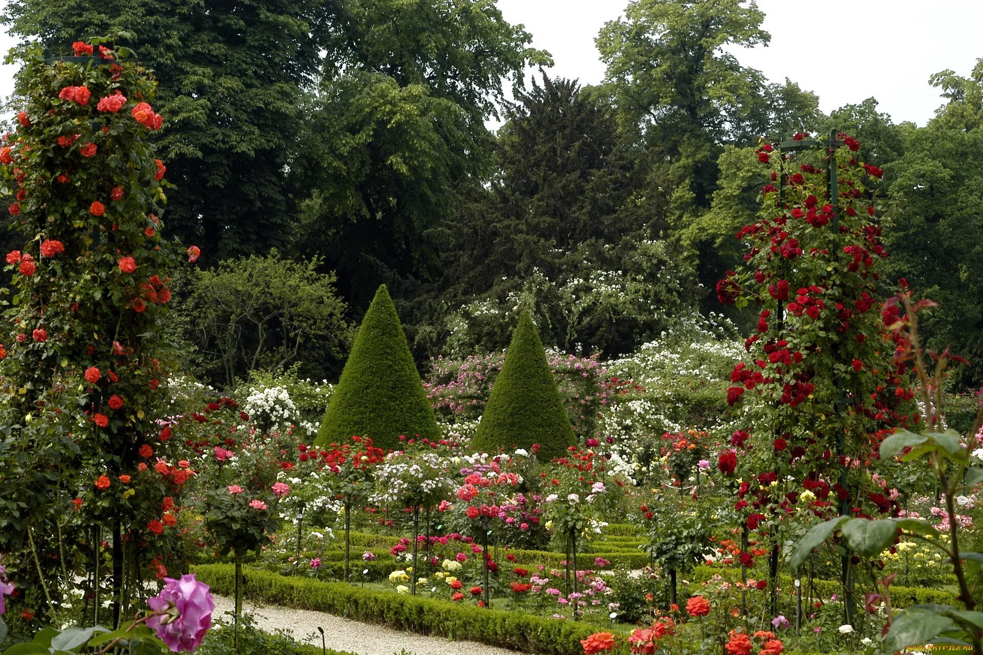 Лучшие розы для сада. Розарий Багатель. Багатель розарий в Париже. Сад Багатель Франция арка.