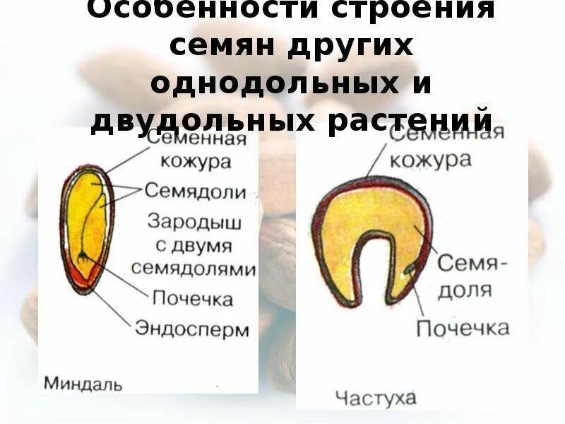 Строение семени однодольных и двудольных. Семя однодольного и двудольного растения. строение семени частухи. строение однодольных и двудольных растений.