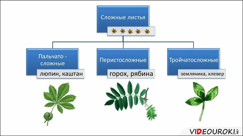 Лист жилка корень. Сложные листья перистосложные. Жилкование листа. Типы сложных листьев. Жилкование листьев рябины.