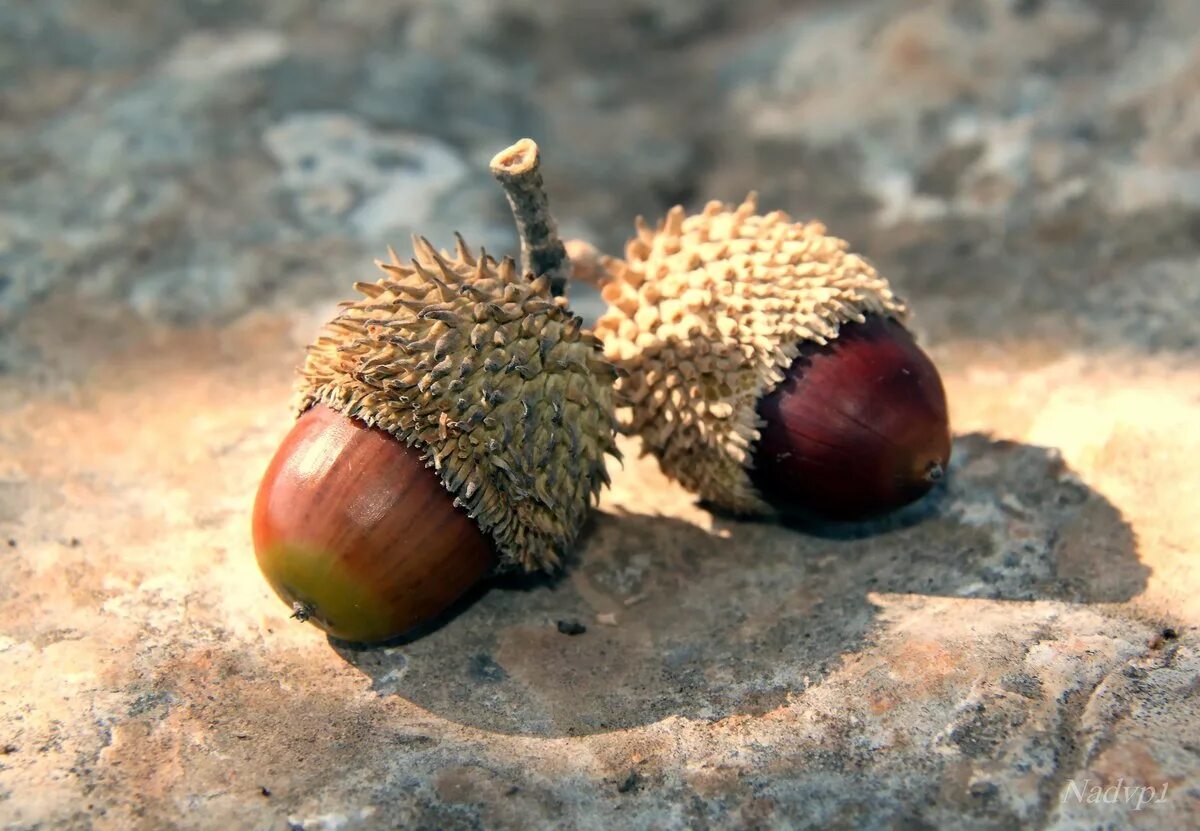 Собирают спелые орехи желуди дикие фрукты имена. Каштановидный Желудь. Quercus bicolor желуди. Плоды. Плод похожий на Желудь.