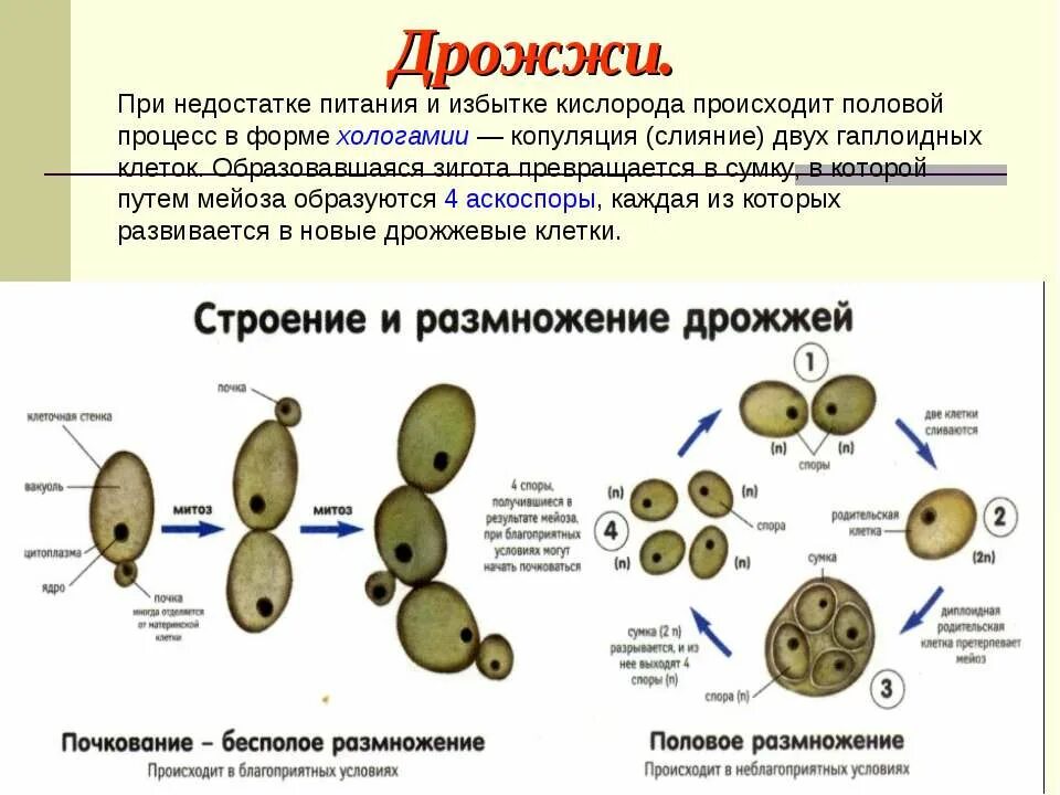 Размножение дрожжей спорами. Дрожжи форма строение размножение. Форма размножения дрожжей. Размножение дрожжей почкованием. Размножение пекарских дрожжей.