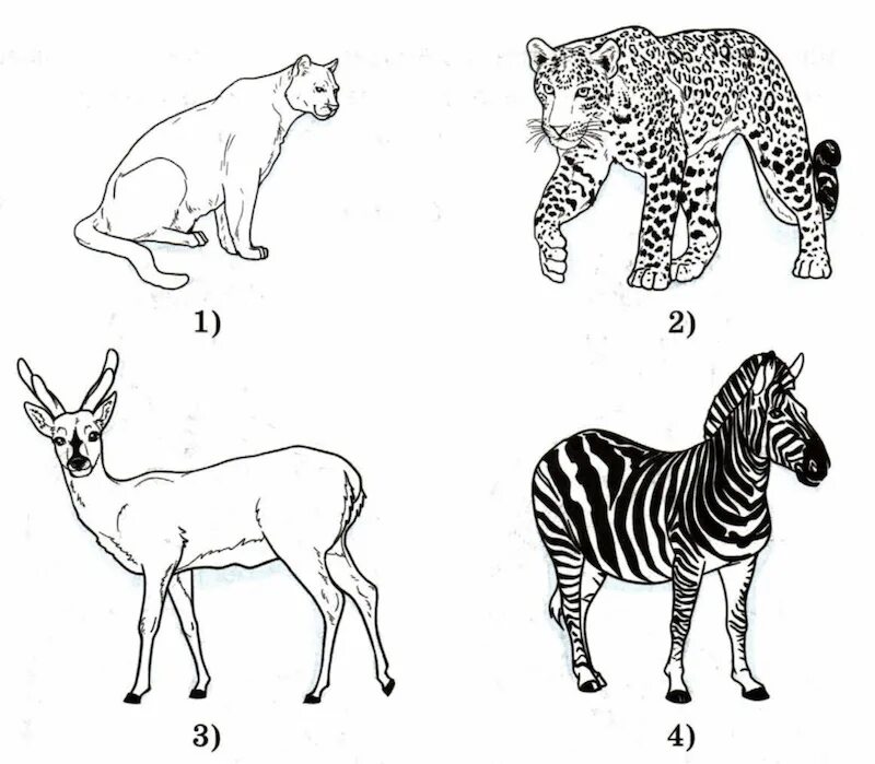 Впр по биологии седьмой класс животные. Классификация плацентарных млекопитающих. Млекопитающие впр. Экологичные группы млекопитающих. Млекопитающие впр.