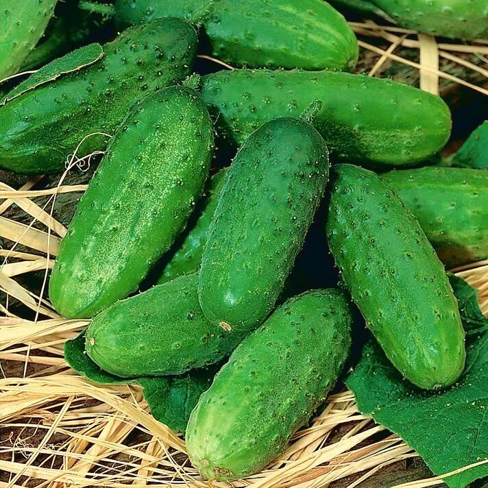 Кустовой огурец для открытого сорта. Огурцы сорт лялюк. огурец сорт аист. гавриш огурец кустовой. семена огурец кустовой.