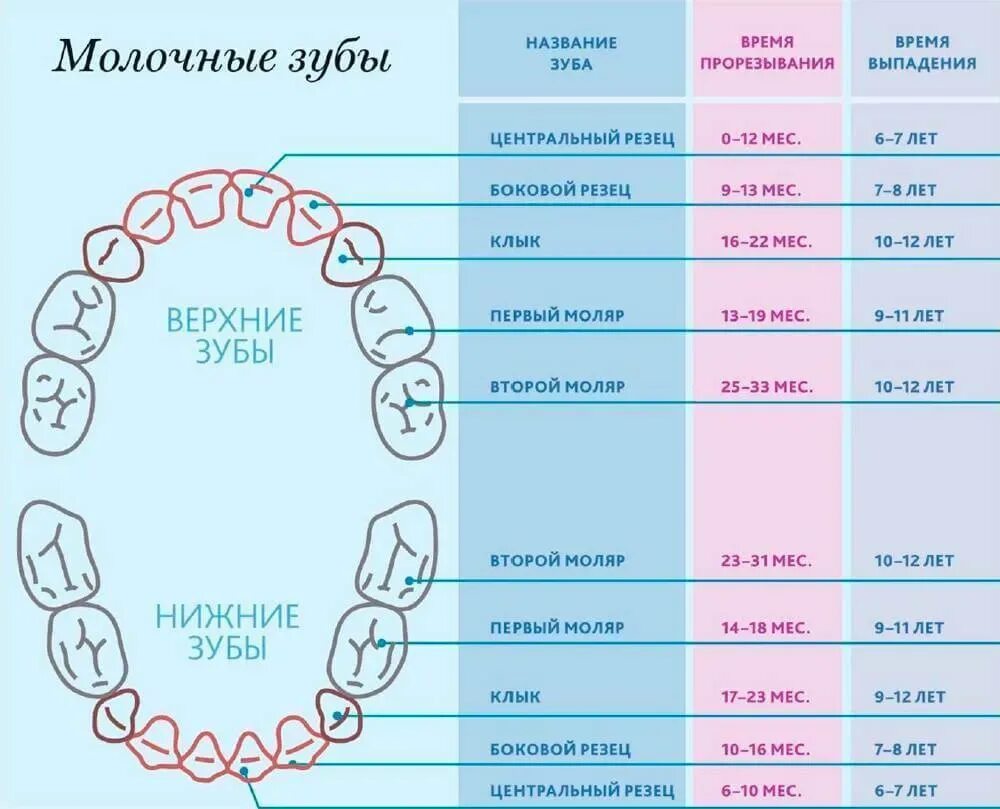 Ребенку 5 лет лезет зуб. Молочные зубы схема прорезывания и выпадения. Как растут коренные зубы у детей схема. Зубы у детей порядок прорезывания коренных зубов. Зубы у детей порядок прорезывания до года.