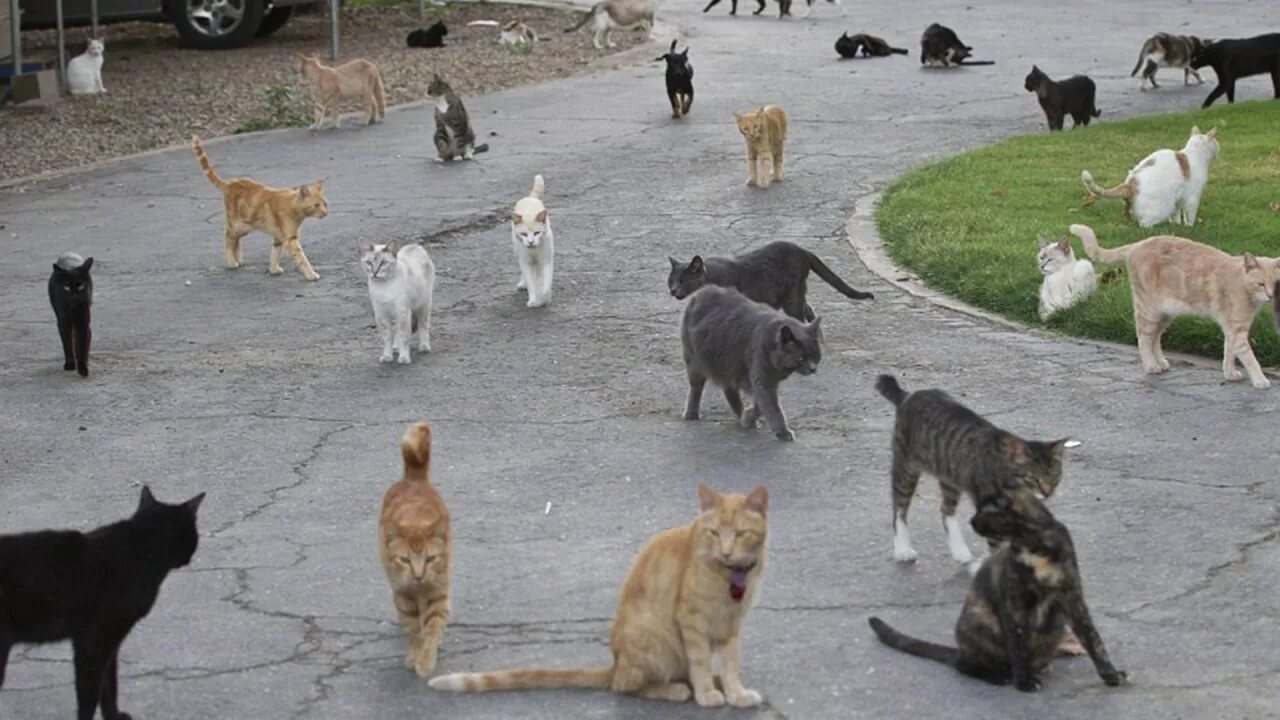 Играть много кошек. Аосима кошачий остров. Приют для кошек Кэт Хаус в Калифорнии. Толпа кошек. Стая кошек.