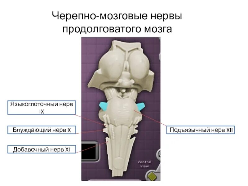 Ядра черепных нервов продолговатого мозга. Черепномозговые неовы продолговатого мозга. Ядра продолговатого мозга 12 пара. Черепные нервы анатомия продолговатый мозг. Черепно мозговые нервы продолговатого мозга.