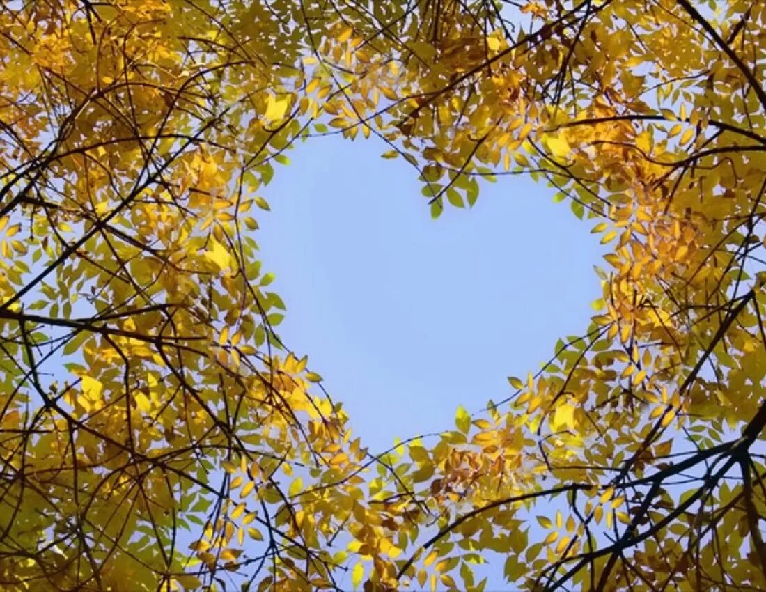 Пришел сентябрь золотой. Листья золотые. Сердечко из осенних листьев. Дерево с золотыми листьями. Золотая осень листья.
