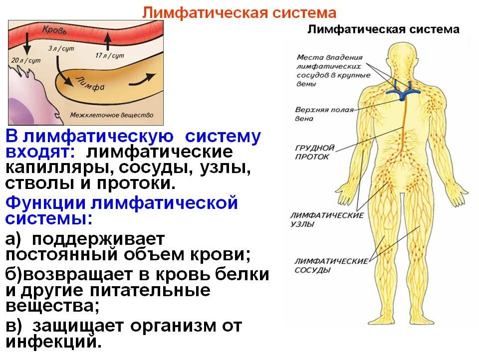 Строение и функции лимфатической системы. Лимфатическая система строение и функции человека анатомия. Лимфатические капилляры сосуды узлы. Строение лимфатической системы и лимфатического узла. Лимфатические сосуды в организме