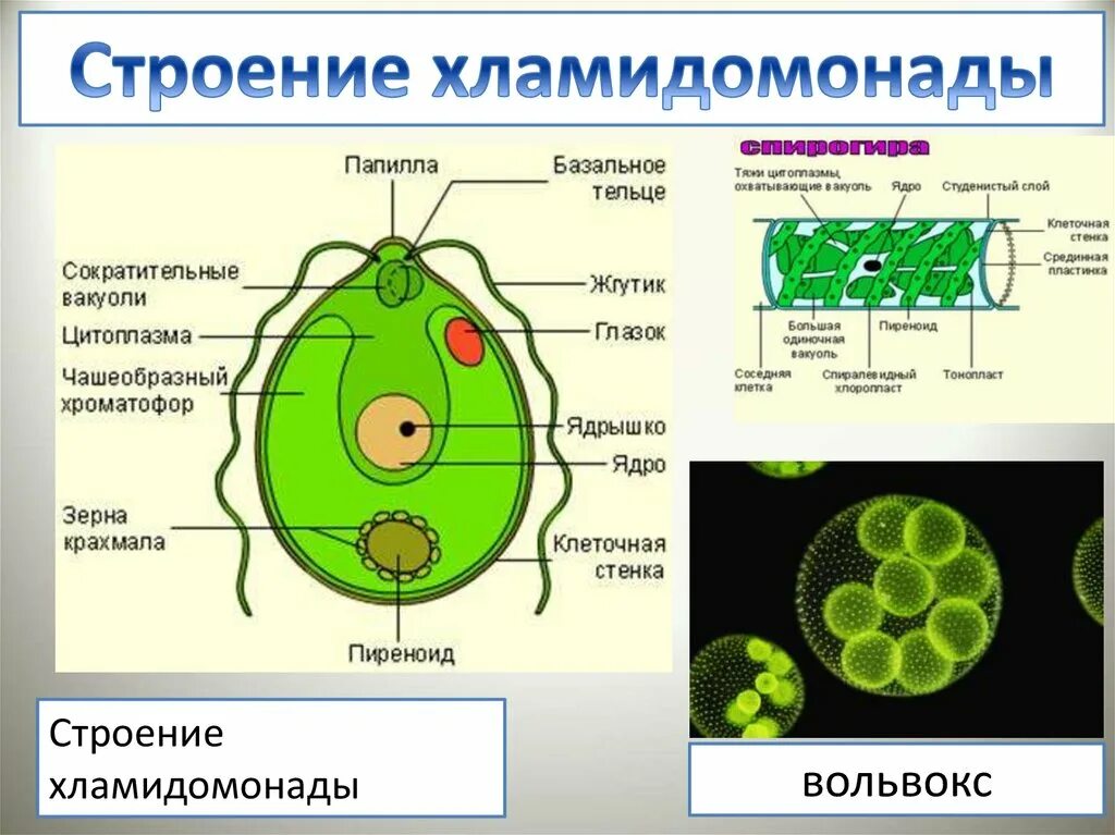 Глазок водоросли. Вольвокс и хламидомонада. Хроматофор вольвокса. Строение клетки хламидомонады. Строение хламидомонады.