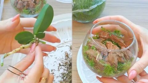Как посадить орхидею в мох