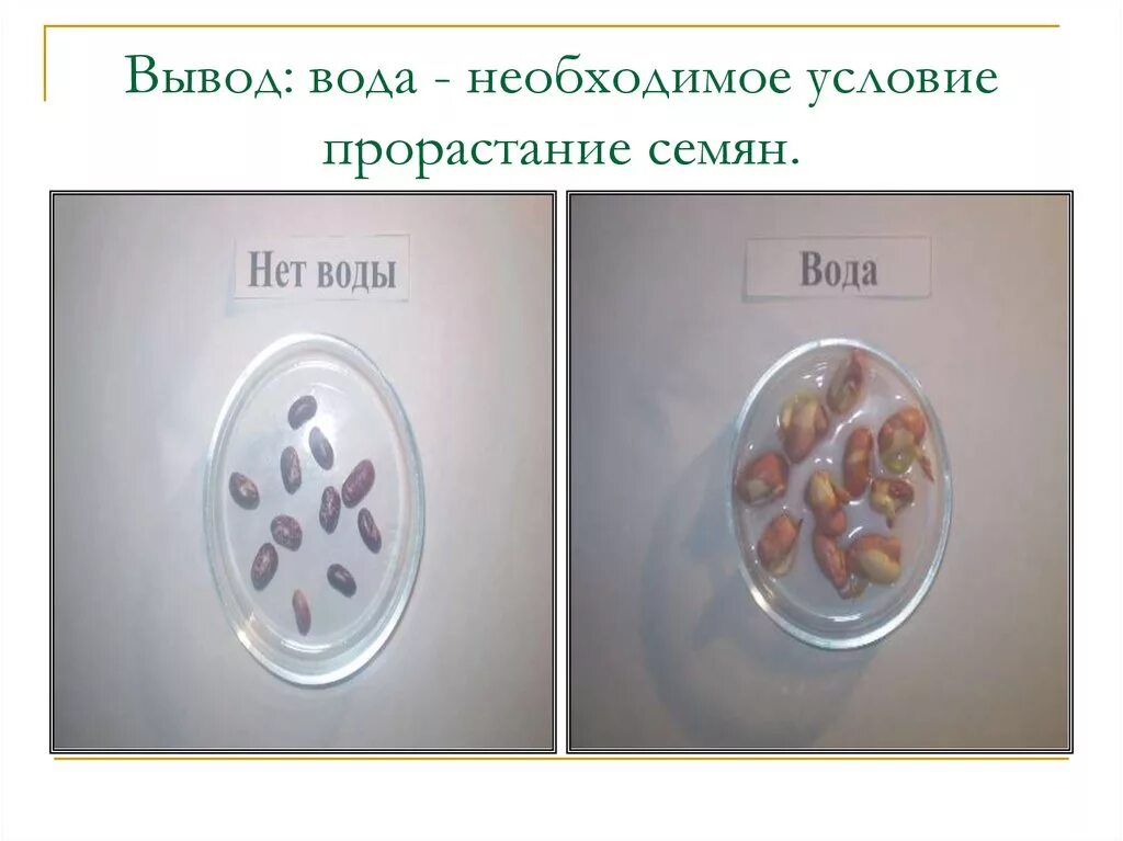 Как вода влияет на проростание семян. Условия прорастания семян вывод. Влияние света на прорастание семян опыт. Влияние воды на прорастание семян фасоли. Влияние воды на прорастание семян опыт.