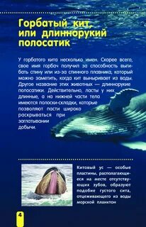 Полосатик описание